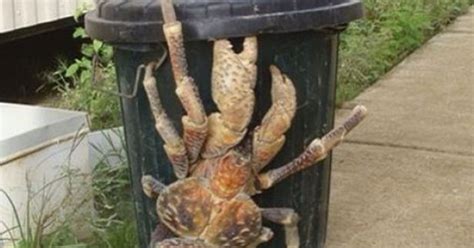 Comment Tuer Le Crabe Geant Dans The Island - PHOTOS. Un crabe de cocotier, arthropode géant considéré invasif