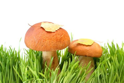 Two Mushrooms In A Grass Stock Photo Image Of Boleto 10542832