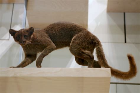 Maybe you would like to learn more about one of these? Jaguarundi (Puma yagouaroundi) | Flickr - Photo Sharing!