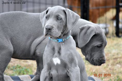 We are a registered charity that provides a rescue service to people in need of rehoming their great dane. Great Dane Breeders Australia | Great Dane Info & puppies