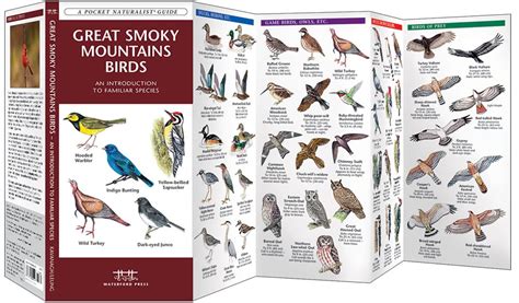 Great Smoky Mountains Birds Pocket Naturalist Guide
