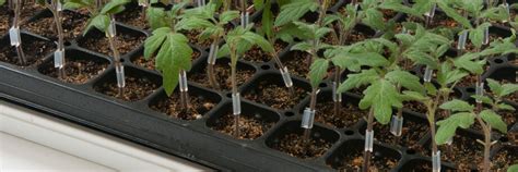 Grafted Tomato Plants Organic And Heirloom Johnnys Selected Seeds