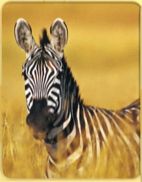 Pin By Gabe Giraldo On Baby Einstein Animals Noahs Ark Zebras Zebra