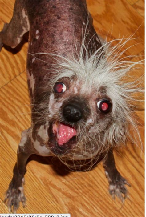 Meet The Adorably Ugly Pups Of The Worlds Ugliest Dog