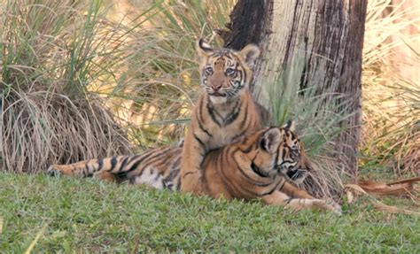 Critically Endangered Sumatran Tiger Cubs Make Their Debut At Disneys