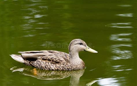 Beautiful Brown And White Duck Peacefully Swimming In The Lake Stock