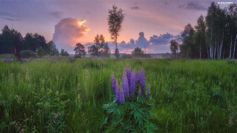 Lupine Meadow Viewes Clouds Trees Flowers For Desktop Wallpapers