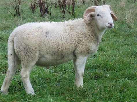 Wiltshire Horn Sheep Barnyard Animals Farm Animals Sheep Farm