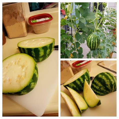 Grew Sugar Baby Watermelons Vertically From Seed In Denver Picked This