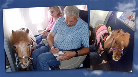 Us Dept Of Transportation Rules Airlines Must Allow Miniature Horses