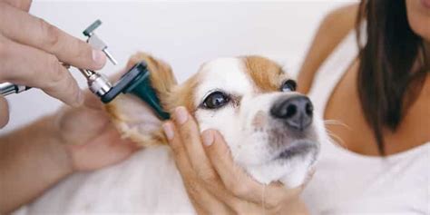 Sickness and changes in altitude are the main causes of ear barotrauma. How to Clean Dog Ears Safely | Gooddogsco.com