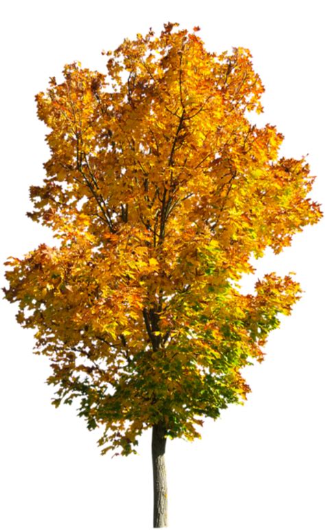 Fall Tree Transparent Background Png Pnghq