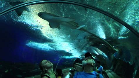 Underwater World Singapore Underwater Tunnel Youtube