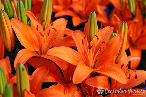 Matrix Orange Asiatic Lily