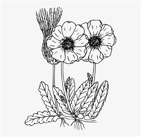 Cool coloring «wildflowers», which you can print on an a4 sheet or color online. Drawn Wildflower Flowering Plant - Wild Flowers Coloring ...