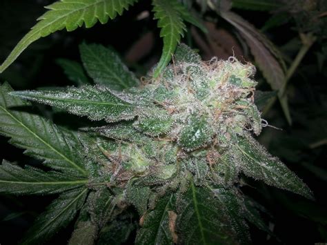 Establishing the sensi seed club in 1985 enabled him to share his success with fellow enthusiasts. Galería de Variedades: Skunk #1 (Sensi Seeds) PIC ...