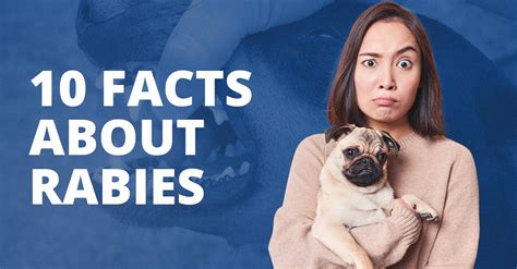 10 Facts About Rabies A Must Know For Pet Owners And Pet Lovers