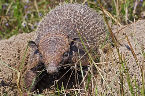 Six Banded Armadillo Stock Image C0102460 Science Photo Library