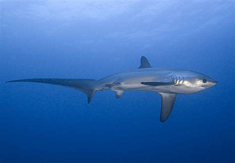 Bigeye Thresher Shark The Life Of Animals
