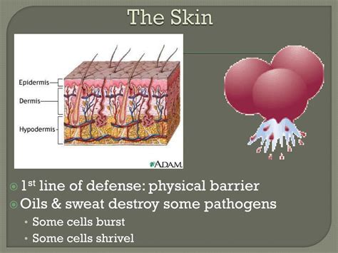 Ppt The Immune System Powerpoint Presentation Free Download Id1758294