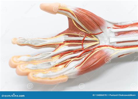Muscles Of The Palm Hand For Anatomy Education Stock Photo Image Of