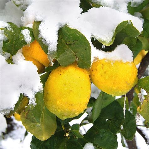 Jetzt verschiedene winterharte kübelpflanzen online entdecken! Winterharte, duftende Bergzitrone | Pflanzen kaufen ...
