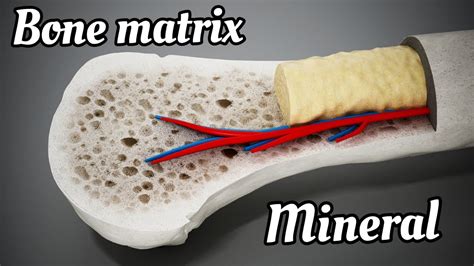 Bone Matrix And Mineral Practice Of Medicine Davidson Easy Notes