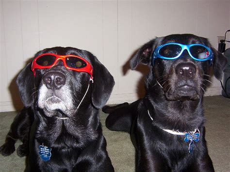 Dogs In Shades The Ark In Space