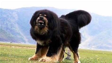 Russian Bear Dog Mastiff Dogs Mastiff Puppies Tibetan Mastiff Dog