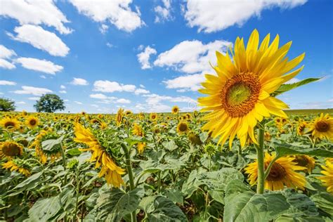 Sunflowers On A Field In A Sunny Day Stock Image Image Of Plant
