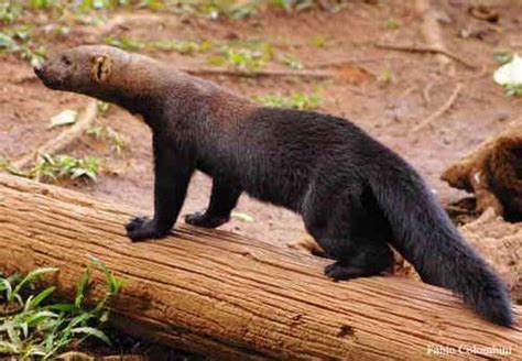 This species only attains a length (body plus tail) of 4.9 in (12.5 cm), and a weight of 1.47 oz (42 g). A giant mustelid (weasel family) called a Tayra. Sign us ...