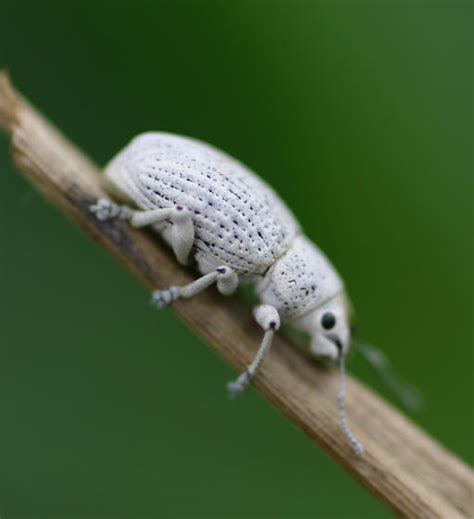 Fast shipping · shop best sellers · explore amazon devices Broad nosed weevil - Artipus floridanus - BugGuide.Net