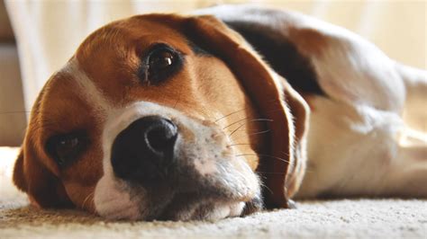 Dog Whiskers Grow Back Or Not What You Need To Know