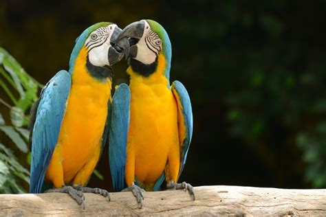 21 Wild Animals in Brazil - Christine Abroad