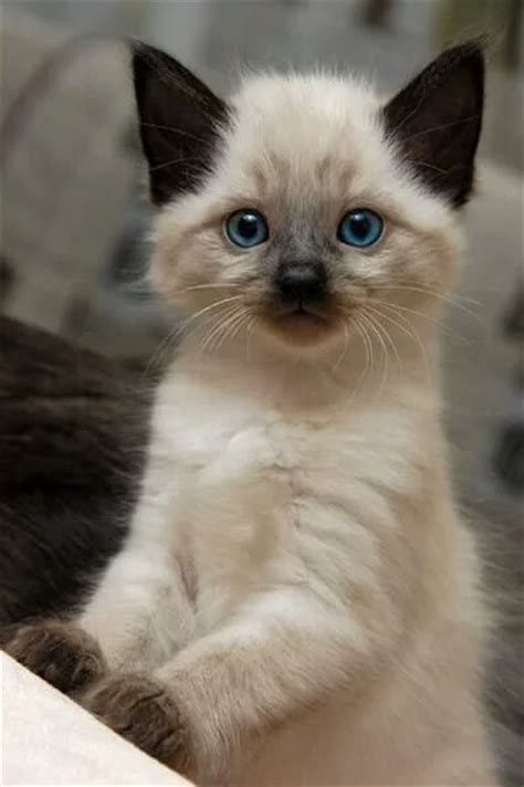 Baby Blue Eyes Cat Cute Goals Kitten Want Image