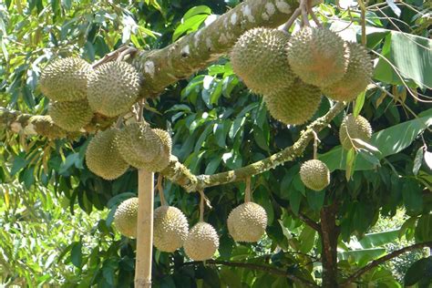 On musang king durian, the spikes are far apart from each other, instead of being clustered together. Musang King Durian Exporter - Agnessia