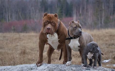 Visit our page to find american pitbull puppies for sale. Hulk Pitbull Puppies Price - Pet's Gallery
