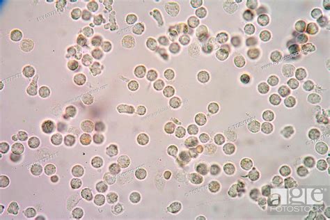 White Blood Cells Of A Human Photomicrograph Panorama As Seen Under
