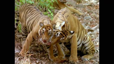 Baby Einstein Wild Animal Safari Amazon Trailer Youtube