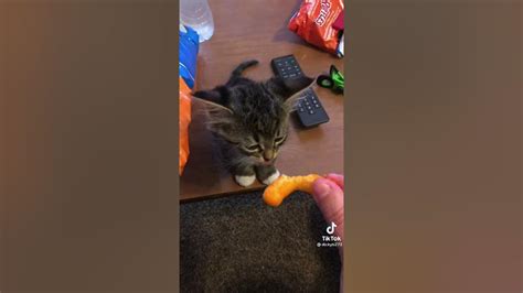 Cat Crunching On A Cheeto Youtube