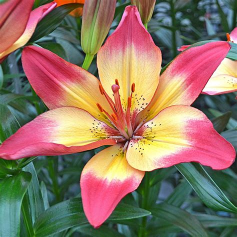 Watercolor flowers flowers nature blossom flower painting flowers photography pretty flowers floral photo apple blossom pink flowers. Lilium Heartstrings | White Flower Farm