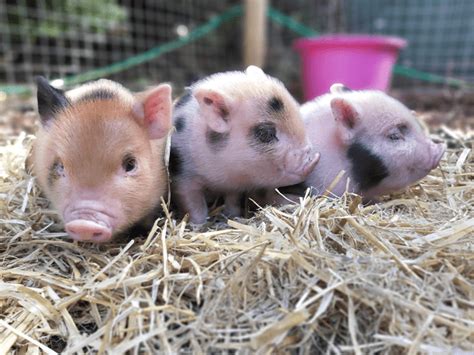 Are Miniature Pigs Good House Pets Pets Retro