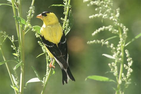 Male Goldfinch - Birds and Blooms