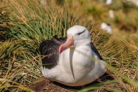 Black Browed Albatross On Its Nest Stock Image Image Of Actions