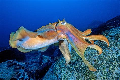 Octopus Sealife Underwater Ocean Sea Wallpaper 2100x1411