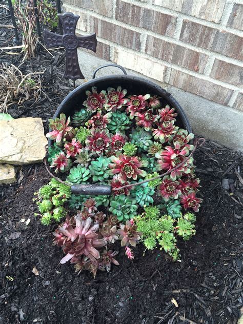 The Beauty And Charm Of Hen And Chicks Plants A Comprehensive Guide