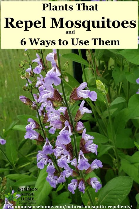 What Attracts Mosquitoes The Best Natural Mosquito Repellents Plants