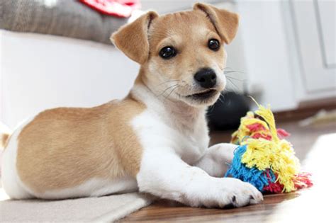 Sobald du weißt, dass du einen hund bekommen wirst, solltest du bereits anfangen, einen namen wenn hundebesitzer einen welpen bekommen, tendieren sie oft dazu, ihrem hund süße namen. Hundespiele von A-Z ⋆ Hunde