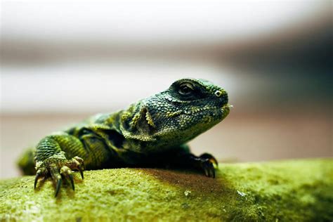 Oklahoma Reptile Show Discover Tulsa
