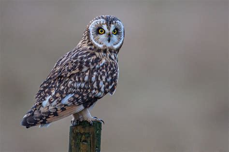 Darley Dale Wildlife Short Eared Owl On Post